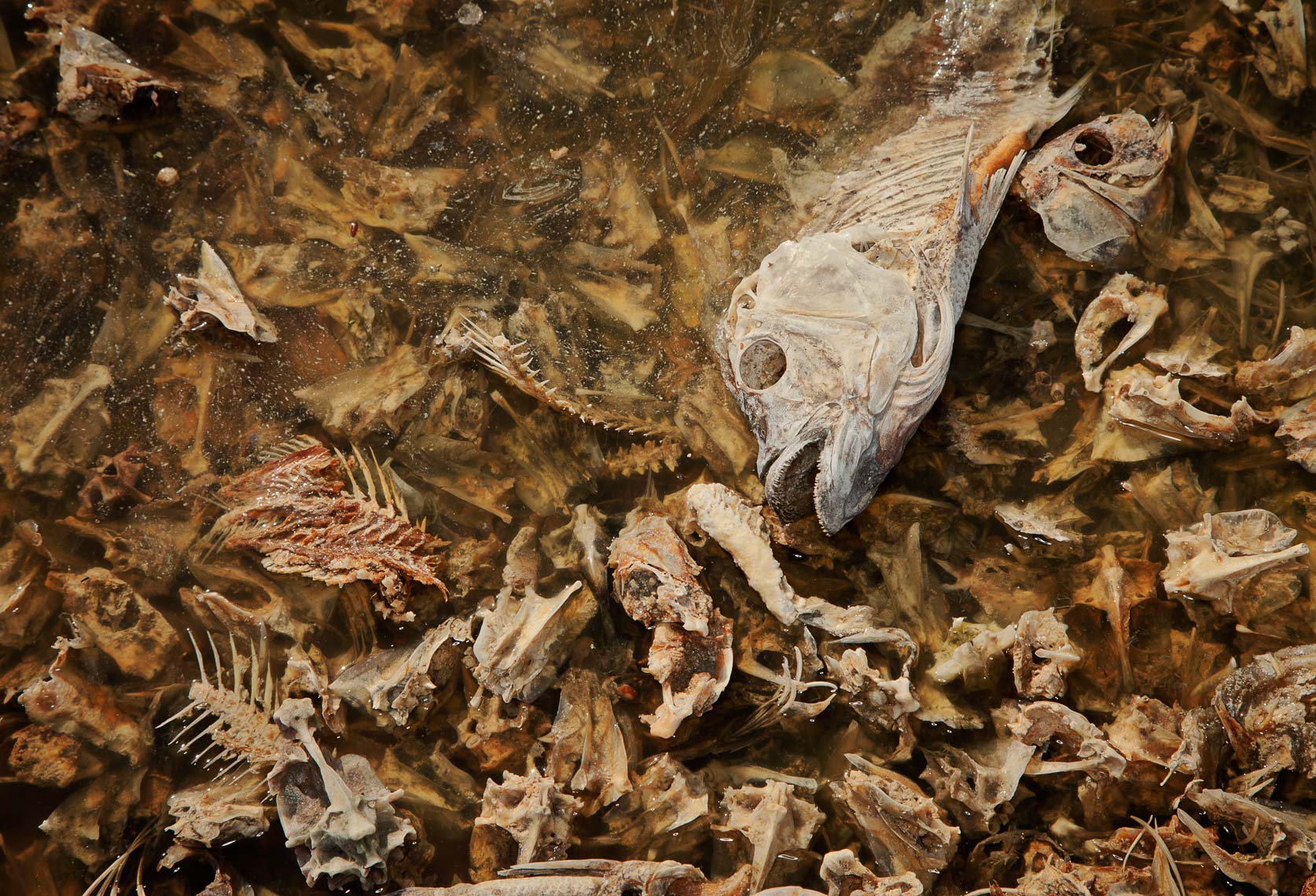 Salton_Sea